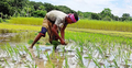 রোপা আমন চাষে ঝুঁকছেন কৃষকরা, লক্ষ্যমাত্রা ছাড়ানোর আশা