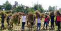 টাকার অভাবে একাই ধান কাটছিলেন কৃষক, বাকিটুকু কেটে দিল ছাত্রলীগ