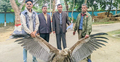ফেনীতে উদ্ধার হলো বিপন্ন প্রজাতির হিমালয়ী গ্রিফন শকুন
