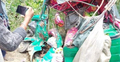 ফেনীতে পিকআপের ধাক্কায় অটোরিকশার ৪ যাত্রী নিহত