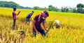 কৃষকের ধান কেটে দিলো ছাত্রলীগ