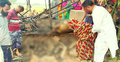 কয়েলের আগুনে পুড়লো বিধবার দুই গরু