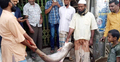 এক টাকার বড়শিতে ২৯ হাজারের পাঙ্গাশ
