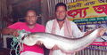পদ্মায় বড়শিতে ধরা পড়লো সাড়ে ৯ কেজির বোয়াল