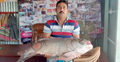 পদ্মার এক কাতলা বিক্রি হলো ৩৬ হাজারে