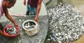 মাছ বিক্রি করতে না পেরে লোকসানে চাষিরা