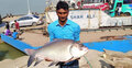 এক কাতল মাছের দাম ২০ হাজার টাকা