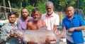 ৩৭ কেজি ওজনের মাছ ধরা পড়লো বড়শিতে