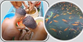 লাভজনক হওয়ায় বাড়ছে রঙিন মাছের চাষ