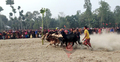 কুড়িগ্রামে ষাঁড় গরুর মই দৌড়