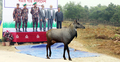 সীমান্তে উদ্ধার নীলগাইয়ের নতুন ঠিকানা বঙ্গবন্ধু সাফারি পার্ক
