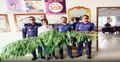 বাড়িতে গাঁজা চাষ, ইউপি সদস্য গ্রেফতার