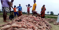 এক বিঘা জমিতে ৮০ মণ মিষ্টি আলু