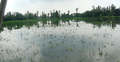 নতুন করে ৫০ গ্রাম প্লাবিত, পানির নিচে কয়েকশ বিঘা জমির ধান