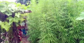 বাড়ির আঙিনা থেকে ১০০ গাঁজা গাছ জব্দ, দম্পতি পলাতক
