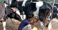 গাভি পালন করে মাসে লাখ টাকার দুধ বিক্রি