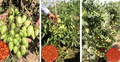 দেশি জাতের চেরি টমেটো উদ্ভাবন