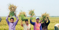 বিনা পয়সায় হাওরে কৃষকদের ধান কেটে দিচ্ছেন শিক্ষার্থীরা