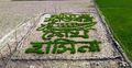 ধানের চারায় শেখ হাসিনার নাম-নৌকা ফুটিয়ে তুললেন কৃষক