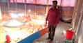 ঋণ নিয়ে পোল্ট্রি খামার, এক রাতেই আড়াই হাজার মুরগির বাচ্চার মৃত্যু