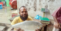 পায়রায় ধরা পড়লো আড়াই কেজির ইলিশ