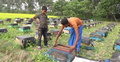 মধু চাষ করে এক মৌসুমে প্রায় ৩ লাখ টাকা আয়