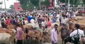 সরাইলে গরুর হাটে উপচেপড়া ভিড়, নেই স্বাস্থ্যবিধির বালাই