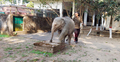 মাতৃস্নেহে বেড়ে উঠছে মা-হারা হাতি শাবক যমুনা