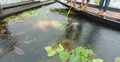 নড়াইলে অজ্ঞাত যুবকের মরদেহ উদ্ধার