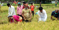নেতাকর্মী নিয়ে কৃষকের দুই বিঘা জমির ধান কাটলেন নারী এমপি