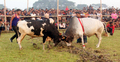 যশোরে ষাঁড়ের লড়াই দেখলেন হাজারো দর্শক