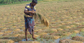 বৃষ্টির পানিতে তলিয়ে গেল কৃষকের স্বপ্ন