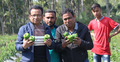 ক্যাপসিকাম চাষে লাভবান মামা-ভাগ্নে