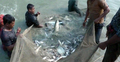 যে কারণে জনপ্রিয় হয়ে উঠছে পাবদা মাছের চাষ