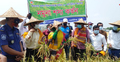 হাওরে ধান ৮০ শতাংশ পাকলেই কাটার তাগিদ