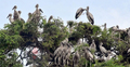 শামুকখৈল পাখির অভয়ারণ্য কানাইপুকুর গ্রাম