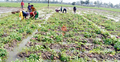 জয়পুরহাটে বৃষ্টিতে আলুর ব্যাপক ক্ষতির আশঙ্কা
