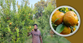 ইউটিউব দেখে কমলা চাষে দুই বন্ধুর সফলতা