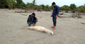 কুয়াকাটা সৈকতে আবারও ভেসে এলো মৃত ডলফিন