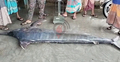 সাড়ে ৪ মণ ওজনের সেইল ফিশ ২৫ হাজারে বিক্রি