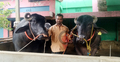 উজ্জ্বল মিয়ার শখের জোড়া মহিষ, দাম হাঁকছেন ২৭ লাখ