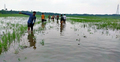 পানি আটকে দুই প্রভাবশালীর মাছচাষ, তলিয়ে গেছে ৩০০ বিঘা জমির ফসল