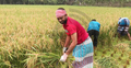 কৃষকের ধান কেটে মাড়াই করে ঘরে তুলে দিল যুবলীগ