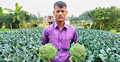 ব্রকলি চাষ করে বিপাকে লক্ষ্মীপুরের হারুন