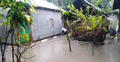টানা বৃষ্টিতে ঘরে ঢুকছে পানি