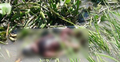 জোয়ারে ভেসে এলো শিশুর অর্ধগলিত মরদেহ