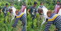 ফল গাছে ভাগ্য বদলে গেল নওশেরের