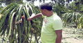 ড্রাগন ফল চাষে ভাগ্য বদল
