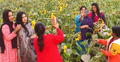 সূর্যমুখী বাগান যেন বিনোদনকেন্দ্র, দর্শনার্থীর ভিড়