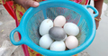 এবার মোংলায় সন্ধান মিললো কালো ডিম পাড়া হাঁসের